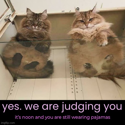 Get Dressed! | yes. we are judging you; it’s noon and you are still wearing pajamas | image tagged in funny memes,cats | made w/ Imgflip meme maker