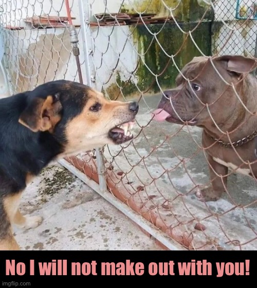 Horn dog | No I will not make out with you! | image tagged in funny meme,dogs | made w/ Imgflip meme maker