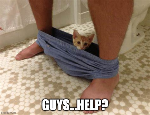 Cat Undies | GUYS...HELP? | image tagged in cats | made w/ Imgflip meme maker
