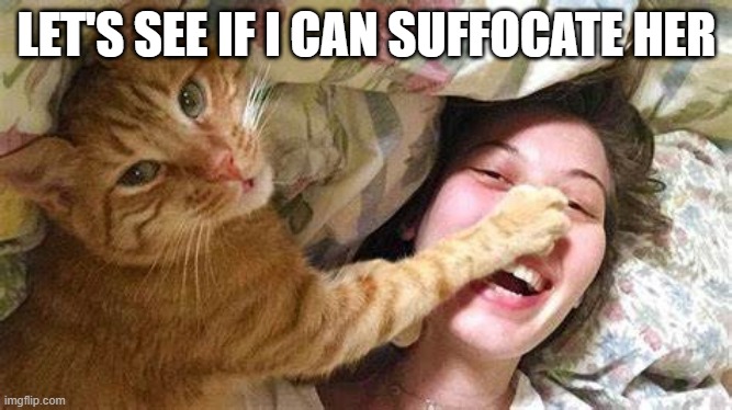 Killer Cat | LET'S SEE IF I CAN SUFFOCATE HER | image tagged in cats | made w/ Imgflip meme maker