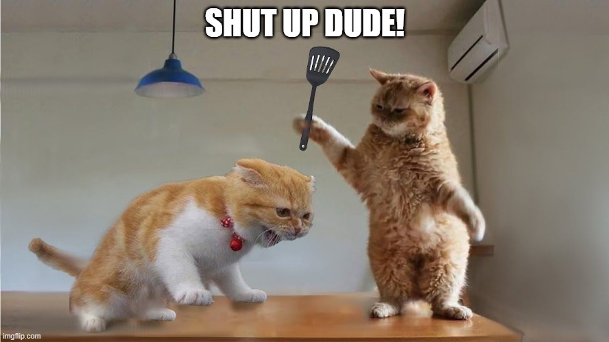 Cat Attack | SHUT UP DUDE! | image tagged in cats | made w/ Imgflip meme maker