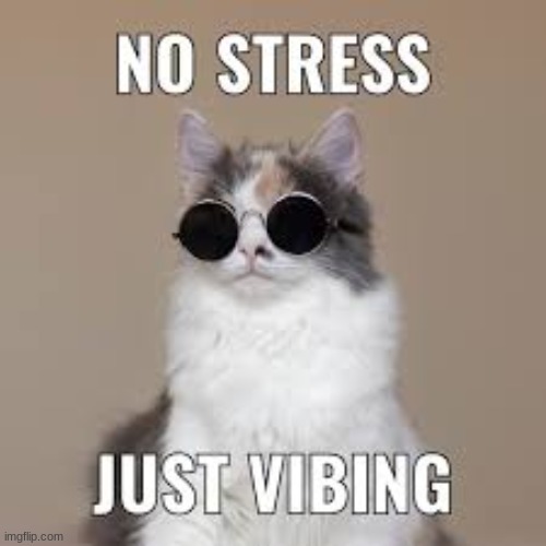 vibe with me | image tagged in cat,vibe | made w/ Imgflip meme maker