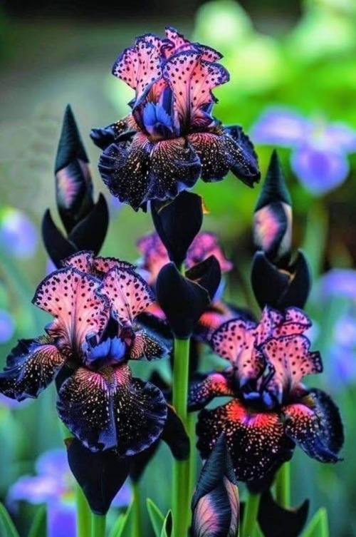 Black Bearded Iris | image tagged in flower,photography | made w/ Imgflip meme maker