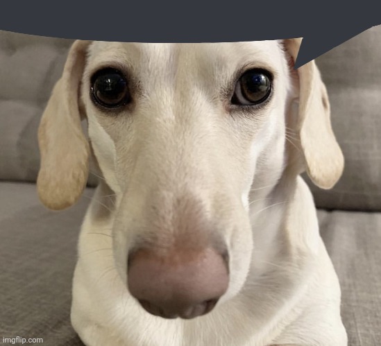 homophobic dog | image tagged in homophobic dog | made w/ Imgflip meme maker