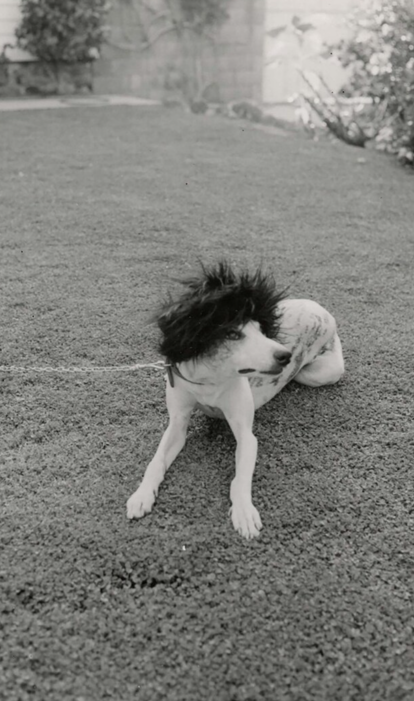 Punk Ass Dog. Blank Meme Template