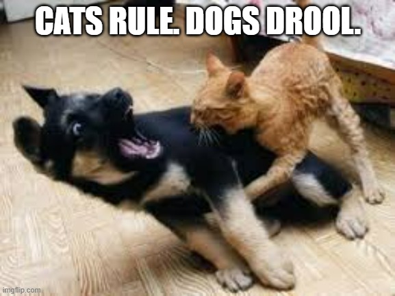 memes by Brad - Cats Rule. Dogs Drool.   -  funny  - | CATS RULE. DOGS DROOL. | image tagged in cats,dogs,kittens,funny,humor,cats and dogs | made w/ Imgflip meme maker