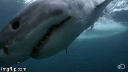THE Great White Shark | image tagged in gifs | made w/ Imgflip video-to-gif maker