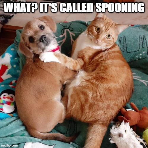 memes by Brad - Cat and dog are "spooning"   -  humor  - | WHAT? IT'S CALLED SPOONING | image tagged in cats,cats and dogs,kitten,funny,humor | made w/ Imgflip meme maker