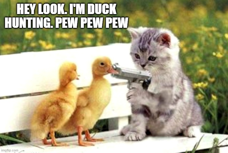 memes by Brad - Cute kitten is duck hunting -  pew pew pew  - funny - | HEY LOOK. I'M DUCK HUNTING. PEW PEW PEW | image tagged in cats,kittens,hunting,ducks,funny,humor | made w/ Imgflip meme maker