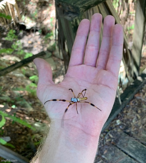 Golden orb weavers don’t stand still | made w/ Imgflip meme maker