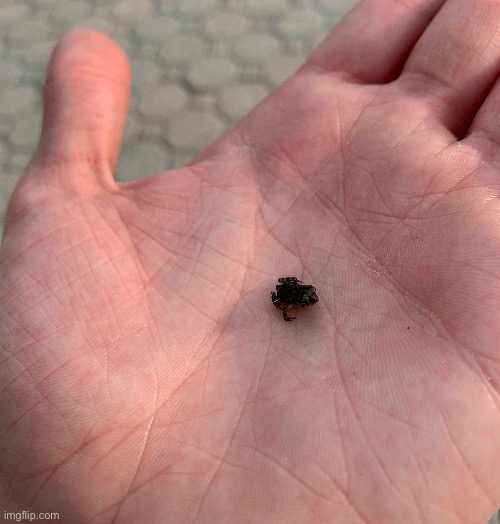 Tiny frog | made w/ Imgflip meme maker