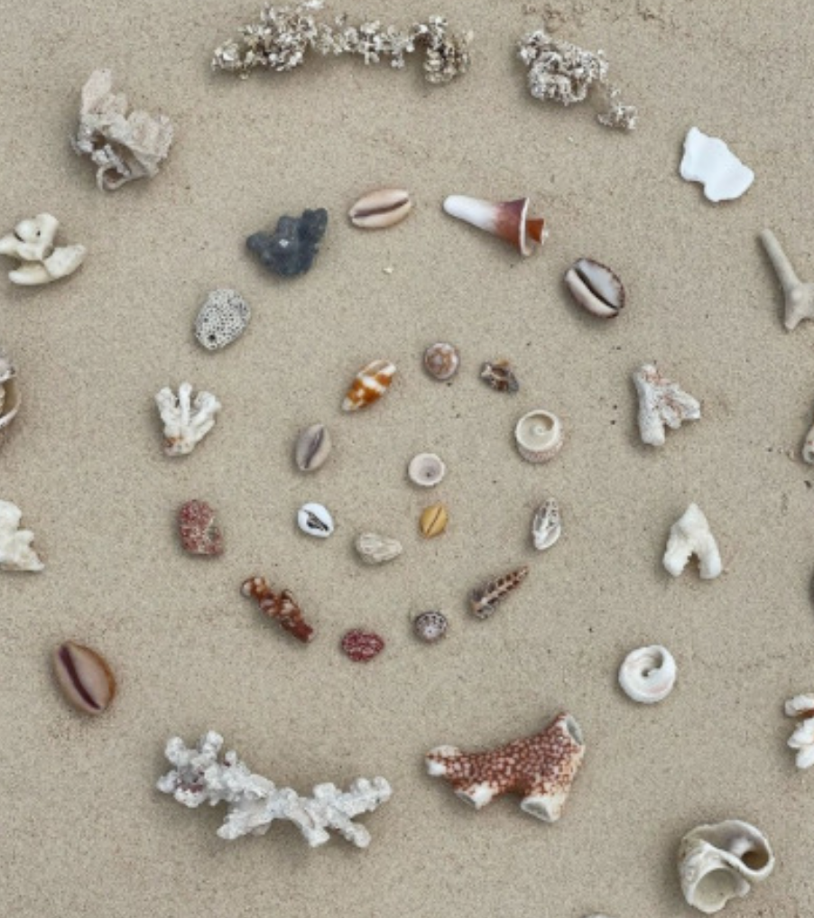 High Quality Seashells. Blank Meme Template