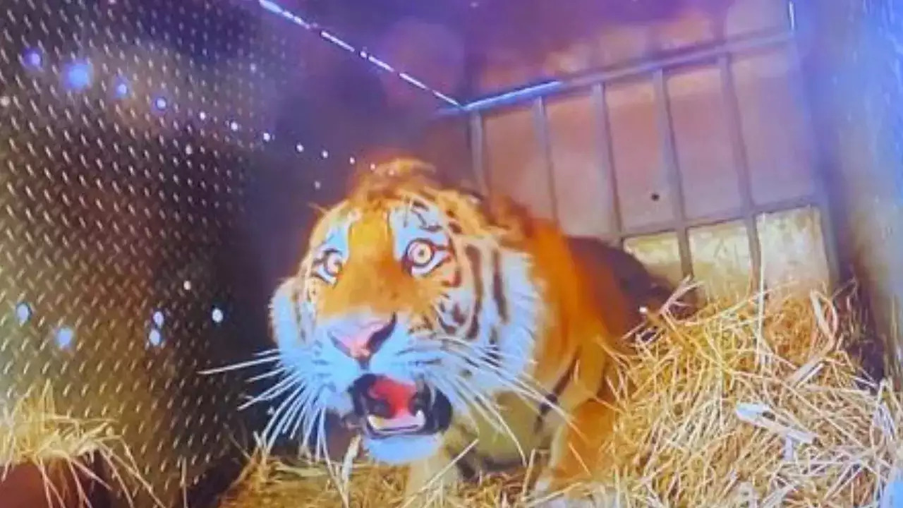 shocked tiger Blank Meme Template