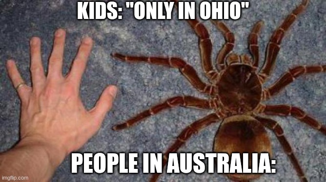 BIG spiders | KIDS: "ONLY IN OHIO"; PEOPLE IN AUSTRALIA: | image tagged in big spiders,australia,memes,relatable,spider,fun | made w/ Imgflip meme maker