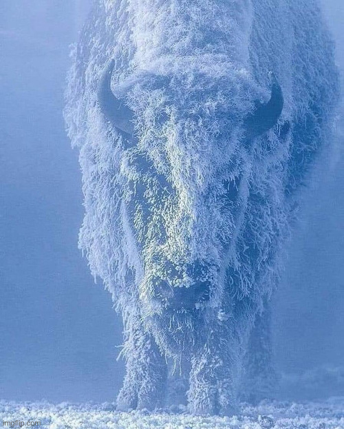 frosty bison | image tagged in frosty bison | made w/ Imgflip meme maker