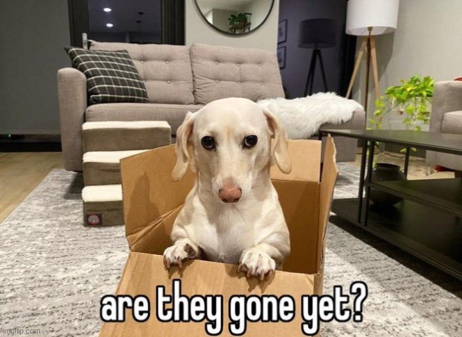 Homophobic dog | image tagged in homophobic dog | made w/ Imgflip meme maker