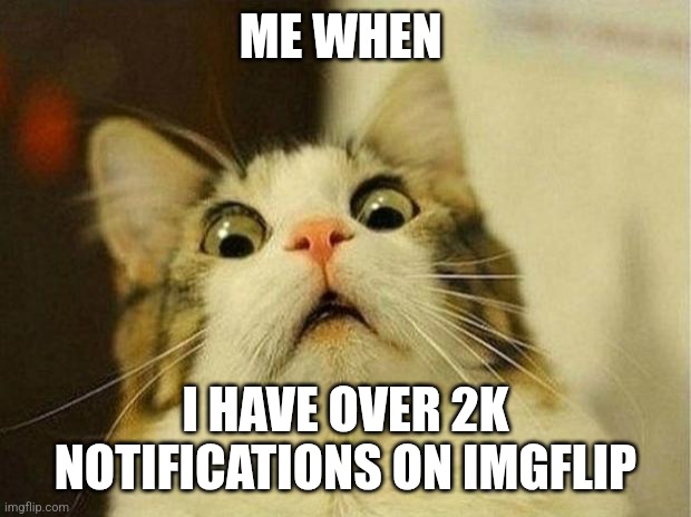 Tru | ME WHEN; I HAVE OVER 2K NOTIFICATIONS ON IMGFLIP | image tagged in memes,scared cat | made w/ Imgflip meme maker