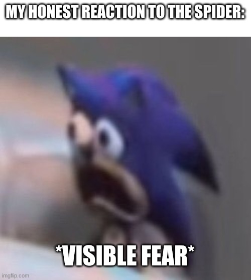 MY HONEST REACTION TO THE SPIDER: *VISIBLE FEAR* | image tagged in traumatised sonic | made w/ Imgflip meme maker