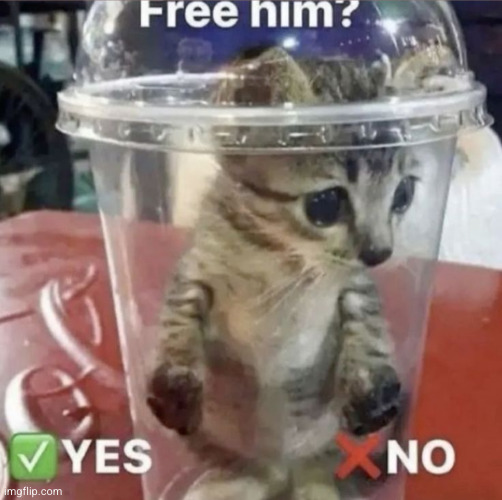 free him? | image tagged in free him,cat,funny | made w/ Imgflip meme maker