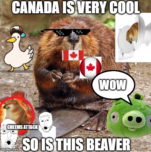 Beaver | CANADA IS VERY COOL; WOW; SO IS THIS BEAVER; CHEEMS ATTACK | image tagged in beaver | made w/ Imgflip meme maker