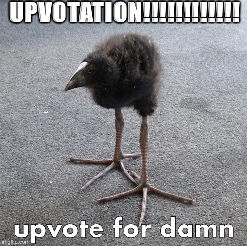 Pukeko chick | UPVOTATION!!!!!!!!!!!! upvote for damn | image tagged in pukeko chick | made w/ Imgflip meme maker