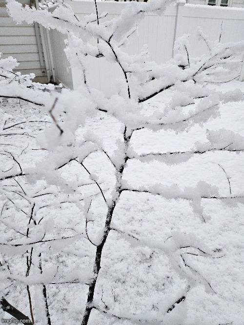 THE FLUFFY SNOW! | image tagged in snow,tree,winter | made w/ Imgflip meme maker