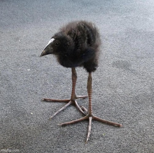Give me more DAMNATION!!!!!! birds to add | image tagged in pukeko chick | made w/ Imgflip meme maker