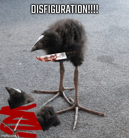 Pukeko | DISFIGURATION!!!! | image tagged in pukeko | made w/ Imgflip meme maker