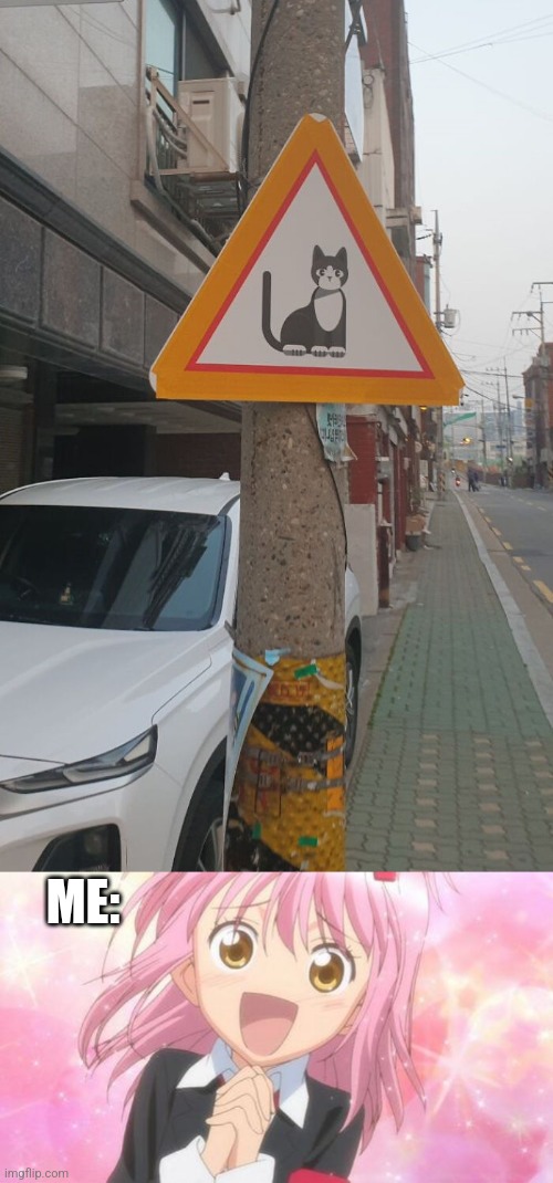 THE BEST WARNING SIGN EVER! | ME: | image tagged in aww anime girl,cats,funny cats,funny signs | made w/ Imgflip meme maker