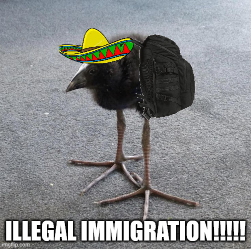 ILLEGAL IMMIGRATION!!!!! | ILLEGAL IMMIGRATION!!!!! | image tagged in pukeko chick,illegal immigration | made w/ Imgflip meme maker