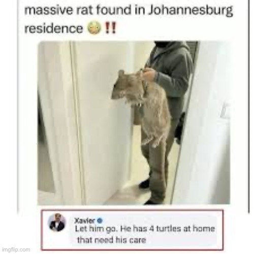 Massive rat | image tagged in teenage mutant ninja turtles,rats | made w/ Imgflip meme maker