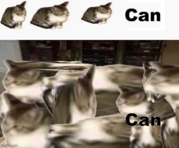 cat ccaatt cat can | image tagged in cat | made w/ Imgflip meme maker