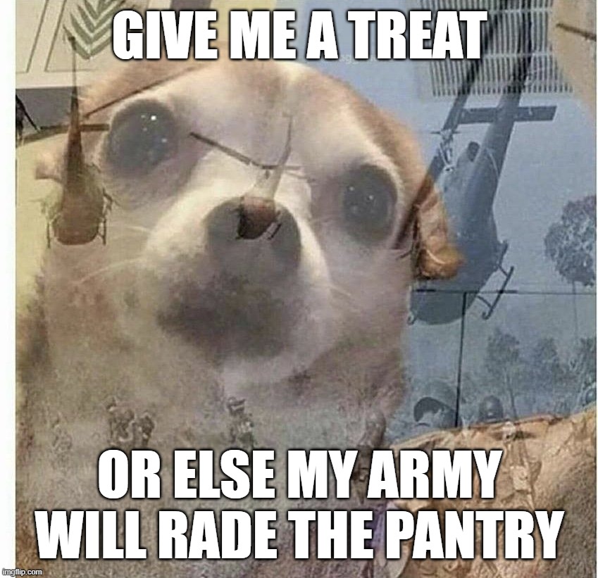 dogs irl | GIVE ME A TREAT; OR ELSE MY ARMY WILL RADE THE PANTRY | image tagged in ptsd chihuahua | made w/ Imgflip meme maker