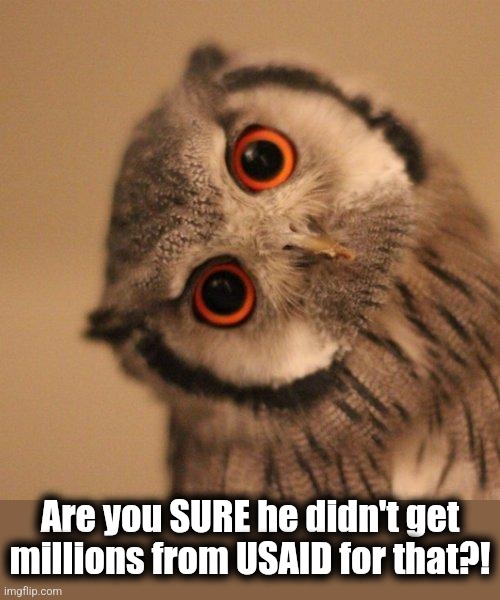 inquisitve owl | Are you SURE he didn't get millions from USAID for that?! | image tagged in inquisitve owl | made w/ Imgflip meme maker