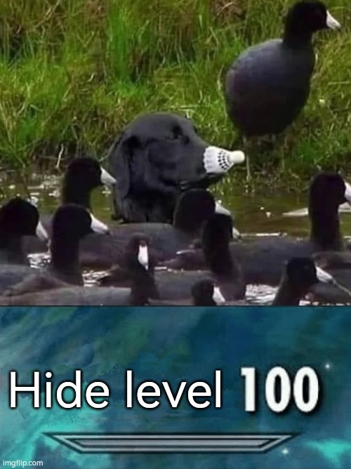 That big duck looks very... duck or sus? | Hide level | image tagged in skyrim skill meme,duck | made w/ Imgflip meme maker