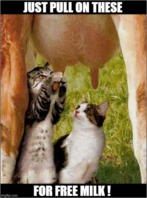 A Farm Cats Milky Lesson | JUST PULL ON THESE; FOR FREE MILK ! | image tagged in cats,milking the cow,lesson | made w/ Imgflip meme maker