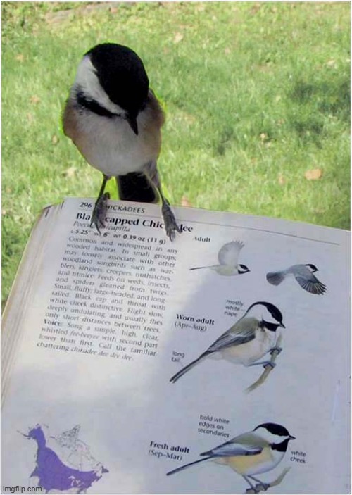 Bird Identification Is So Easy With This Magic Book ! | image tagged in birds,identification,magic,book | made w/ Imgflip meme maker