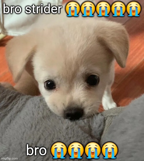 i need him baaad i want him to be my bro and care abt me | bro strider 😭😭😭😭😭; bro 😭😭😭😭 | image tagged in hi | made w/ Imgflip meme maker