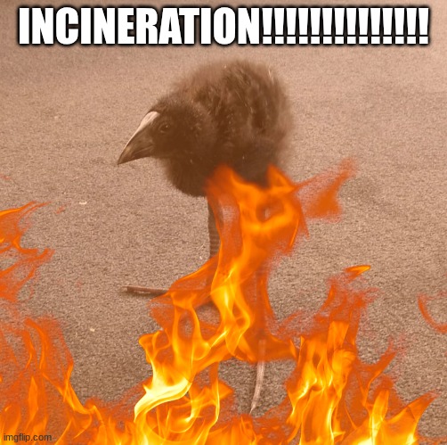 INCINERATION!!!!!!!!!!!!!!!!!!!!!!! | INCINERATION!!!!!!!!!!!!!! | made w/ Imgflip meme maker