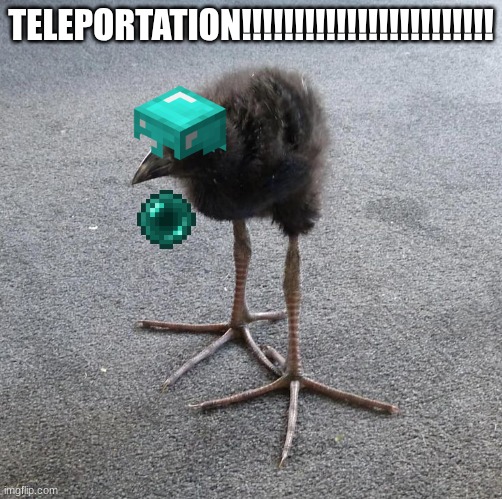 Pukeko chick | TELEPORTATION!!!!!!!!!!!!!!!!!!!!!!!! | image tagged in pukeko chick | made w/ Imgflip meme maker
