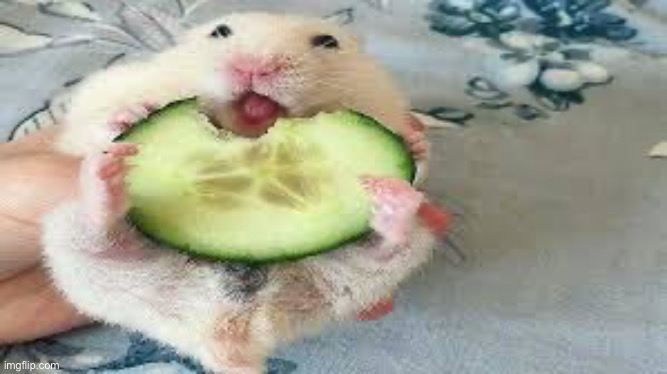 Cucumber vs hampter | made w/ Imgflip meme maker