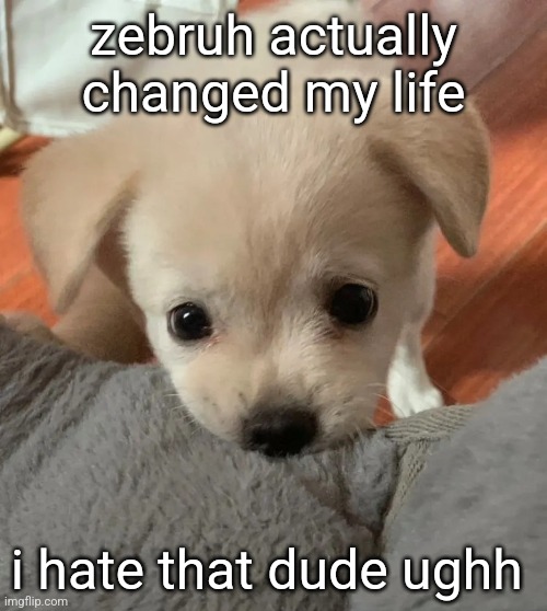 hi | zebruh actually changed my life; i hate that dude ughh | image tagged in hi | made w/ Imgflip meme maker