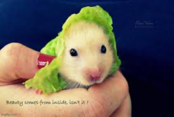 Edible | made w/ Imgflip meme maker