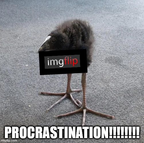 I'm bored lol | PROCRASTINATION!!!!!!!! | image tagged in pukeko chick,imgflip,procrastination,memes | made w/ Imgflip meme maker