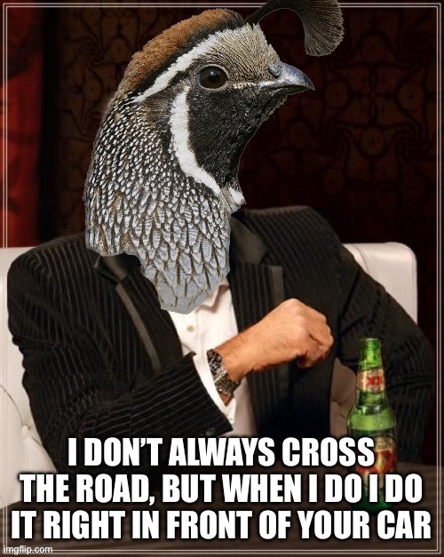 Quails be like: | image tagged in dank memes,relatable,birds,political correctness,words of wisdom,funny memes | made w/ Imgflip meme maker