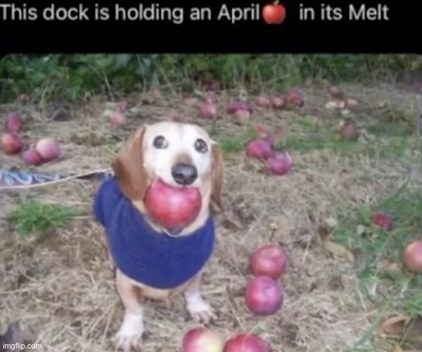 dock | made w/ Imgflip meme maker