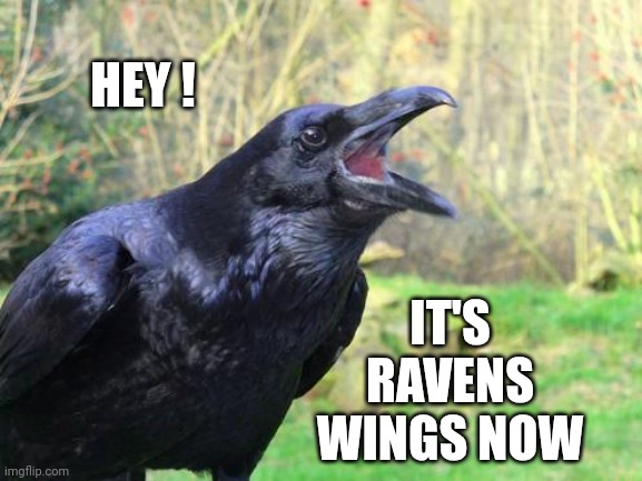 raven | HEY ! IT'S RAVENS WINGS NOW | image tagged in raven | made w/ Imgflip meme maker