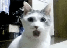 Shocked cat Blank Meme Template