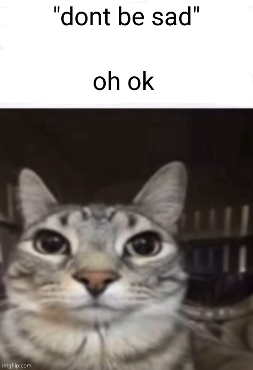 ok | oh ok; "dont be sad" | image tagged in cat stare,ok,sad,cat,sad cat | made w/ Imgflip meme maker