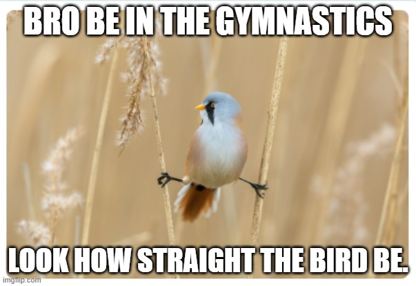 BRO BE IN THE GYMNASTICS; LOOK HOW STRAIGHT THE BIRD BE. | made w/ Imgflip meme maker